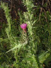 Carduus tenuiflorus