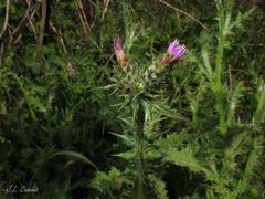 Carduus tenuiflorus