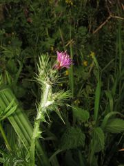 Carduus tenuiflorus