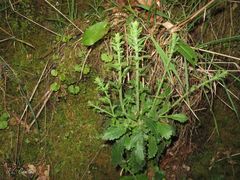 Anarrhinum duriminium