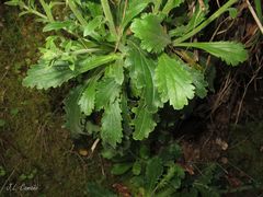 Anarrhinum duriminium