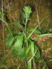 Anarrhinum duriminium