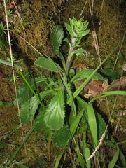 Anarrhinum duriminium