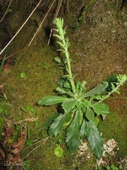 Anarrhinum duriminium