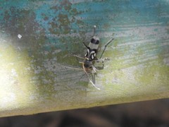 Chlorophorus macaumensis