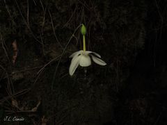 Narcissus triandrus triandrus