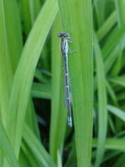 Paracercion v-nigrum