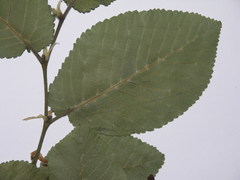 Ulmus