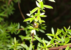 Harmonia antipoda