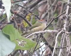 Hylophilus amaurocephalus