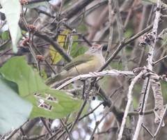 Hylophilus amaurocephalus