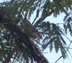 Herpsilochmus atricapillus