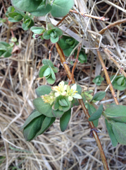 Lonicera caerulea cauriana