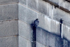 Falco peregrinus