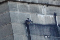 Falco peregrinus