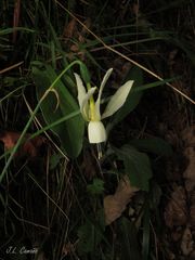 Narcissus triandrus triandrus