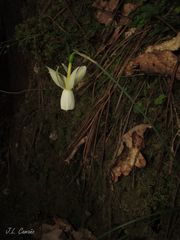 Narcissus triandrus triandrus