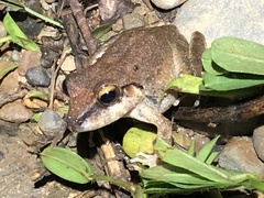 Pristimantis fenestratus