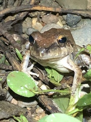 Pristimantis fenestratus