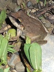Pristimantis fenestratus