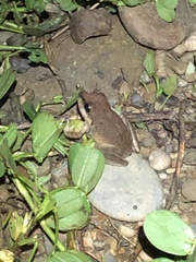 Pristimantis fenestratus