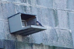 Falco peregrinus
