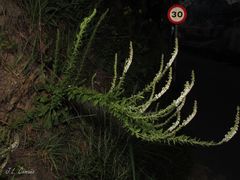 Anarrhinum duriminium