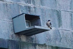 Falco peregrinus