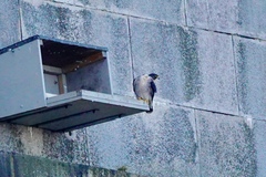Falco peregrinus
