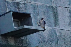 Falco peregrinus