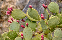 Opuntia anahuacensis