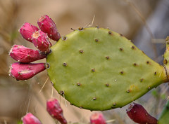 Opuntia anahuacensis