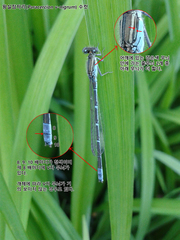 Paracercion v-nigrum