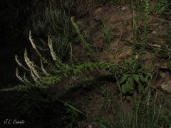 Anarrhinum duriminium