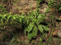Anarrhinum duriminium
