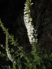 Anarrhinum duriminium