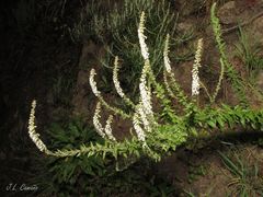 Anarrhinum duriminium