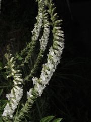 Anarrhinum duriminium