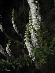 Anarrhinum duriminium