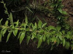Anarrhinum duriminium