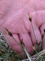 Carex nebrascensis