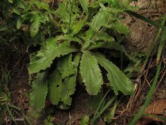 Anarrhinum duriminium
