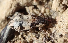 Bothynoderes affinis