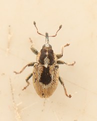 Sibinia phalerata