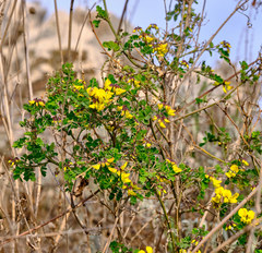 Hippocrepis emerus emeroides
