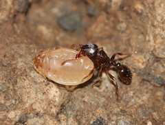 Paracletus cimiciformis