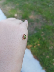 Smilia camelus