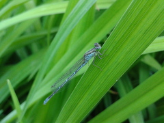 Paracercion v-nigrum