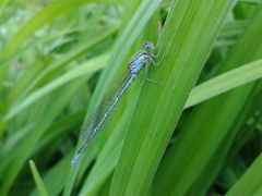 Paracercion v-nigrum