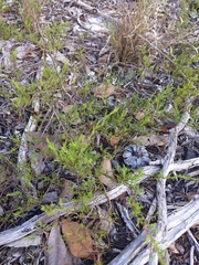 Polygonum dentoceras